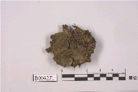 藏品(蛇蘚)的圖片